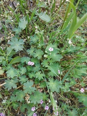 Geranium molle