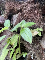 Miconia subcrustulata