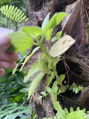 Miconia subcrustulata
