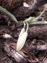Tulipa biflora