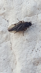 Phoridae