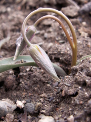 Tulipa biflora