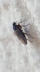 Phoridae