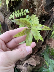 Tectaria heracleifolia