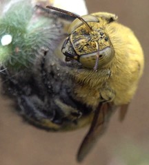Xylocopa lateritia