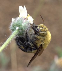 Xylocopa lateritia