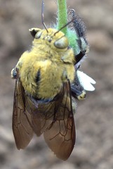 Xylocopa lateritia