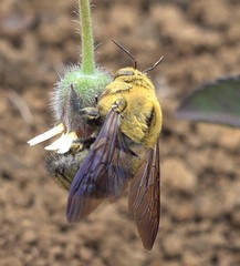 Xylocopa lateritia
