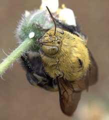 Xylocopa lateritia