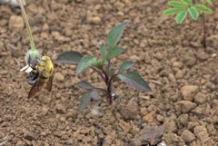 Xylocopa lateritia