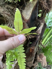 Tectaria heracleifolia