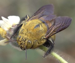 Xylocopa lateritia
