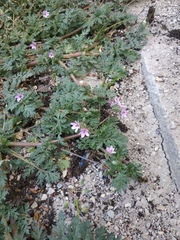 Erodium cicutarium