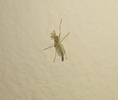 Chironomidae