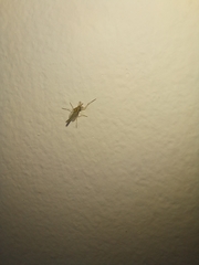 Chironomidae