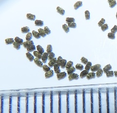 Megalota
