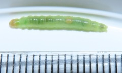 Megalota