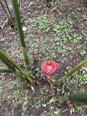Etlingera elatior