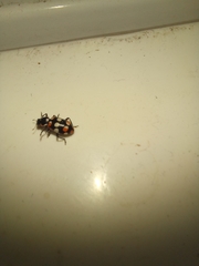 Eriopis connexa