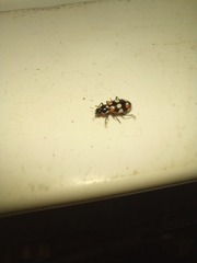 Eriopis connexa