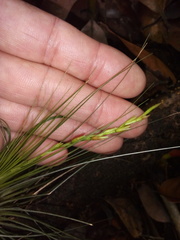 Tillandsia filifolia