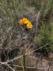 Ixia sarmentosa