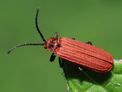 Lopheros rubens