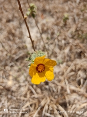 Sida galheirensis