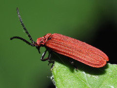 Lopheros rubens