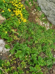 Angelica hirsutiflora