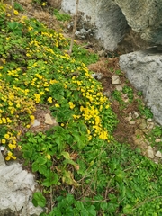 Angelica hirsutiflora