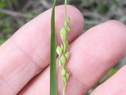 Image of Setaria reverchonii by (c) Sam Kieschnick, some rights reserved (CC BY)