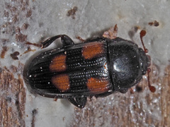 Ipidia binotata