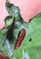 Megalota