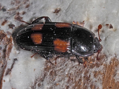 Ipidia binotata