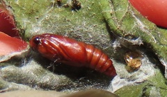 Megalota