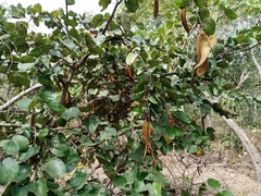 Piliostigma thonningii