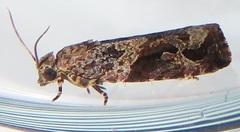 Megalota