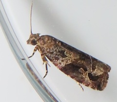 Megalota