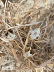 Richardia grandiflora