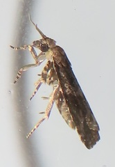 Megalota