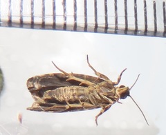Megalota