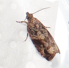 Megalota