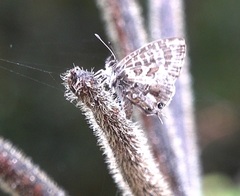 Cacyreus darius