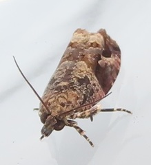Megalota