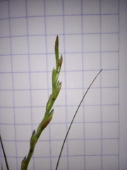 Tillandsia filifolia