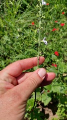 Salvia cardiophylla