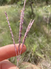 Andropogon appendiculatus