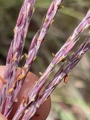 Andropogon appendiculatus