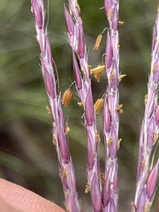 Andropogon appendiculatus